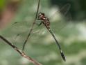 Brechmorhoga praecox (Slender Clubskimmer)-2.jpg